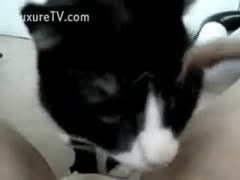An older slutwife who wants to go to college lets her cat use her tongue and soft snatch while revealing her nicely hairless moist crack.